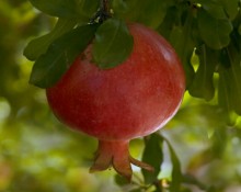 Pomegranate