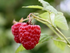 Red Raspberry