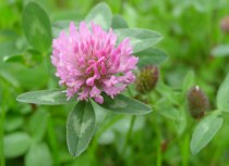 Red clover