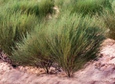 Rooibos