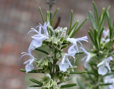 Rosemary