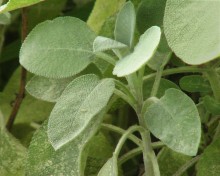 Sage