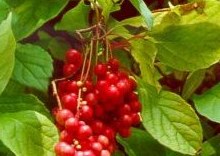 Schizandra