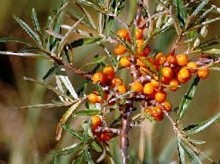 Sea Buckthorn
