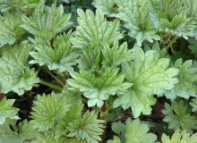 Stinging Nettle