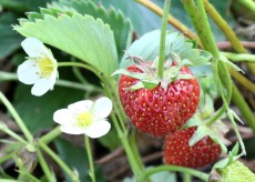 Wild Strawberry