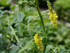 Sweet Clover