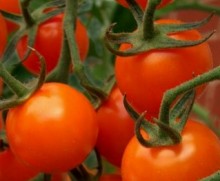 Tomato