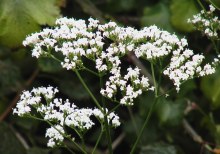 Valerian