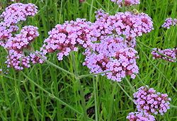 Verbena