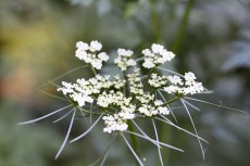 Wild Carrot