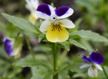 Wild Pansy