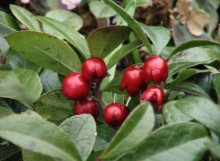 Wintergreen