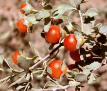 Wolfberry