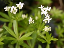 Woodruff