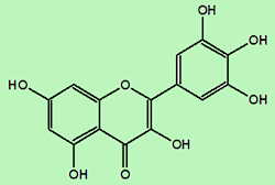 Myricetin