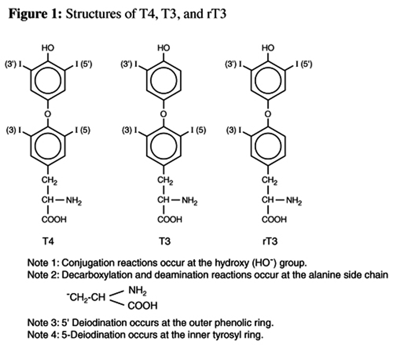 Chemical structures of [2H5]T4 (A), T4 (B), T3 (C), and rT3 (D).
