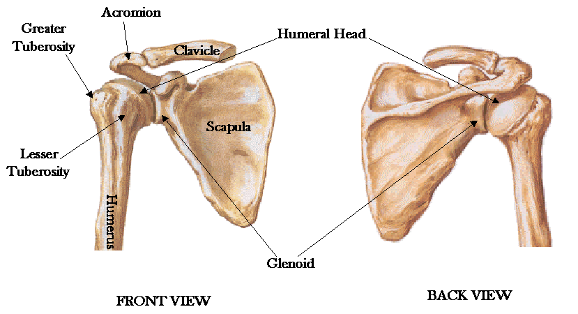 Image result for shoulder girdle anterior posterior"