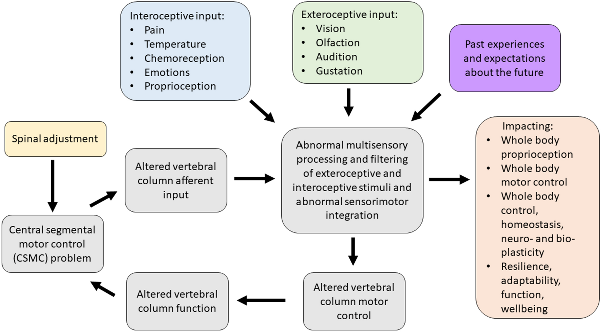 The Contemporary Model of Vertebral Column Joint Dysfunction and Impact of High-velocity, Low-amplitude Controlled Vertebral Thrusts on Neuromuscular Function