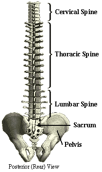 Full spine (10K)