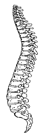 Lateral spine (3K)