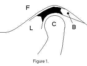 Figure 1-Normal Anatomy