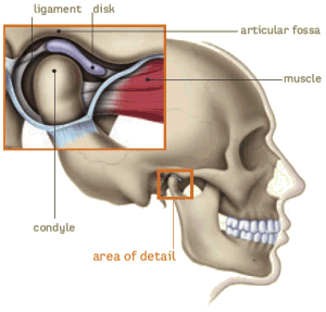 Muscle supplied by Mandibular Nerve  (*) MAIN MEDIA ( medial pterygoid )  TENSE i.e those supplied by Main branch